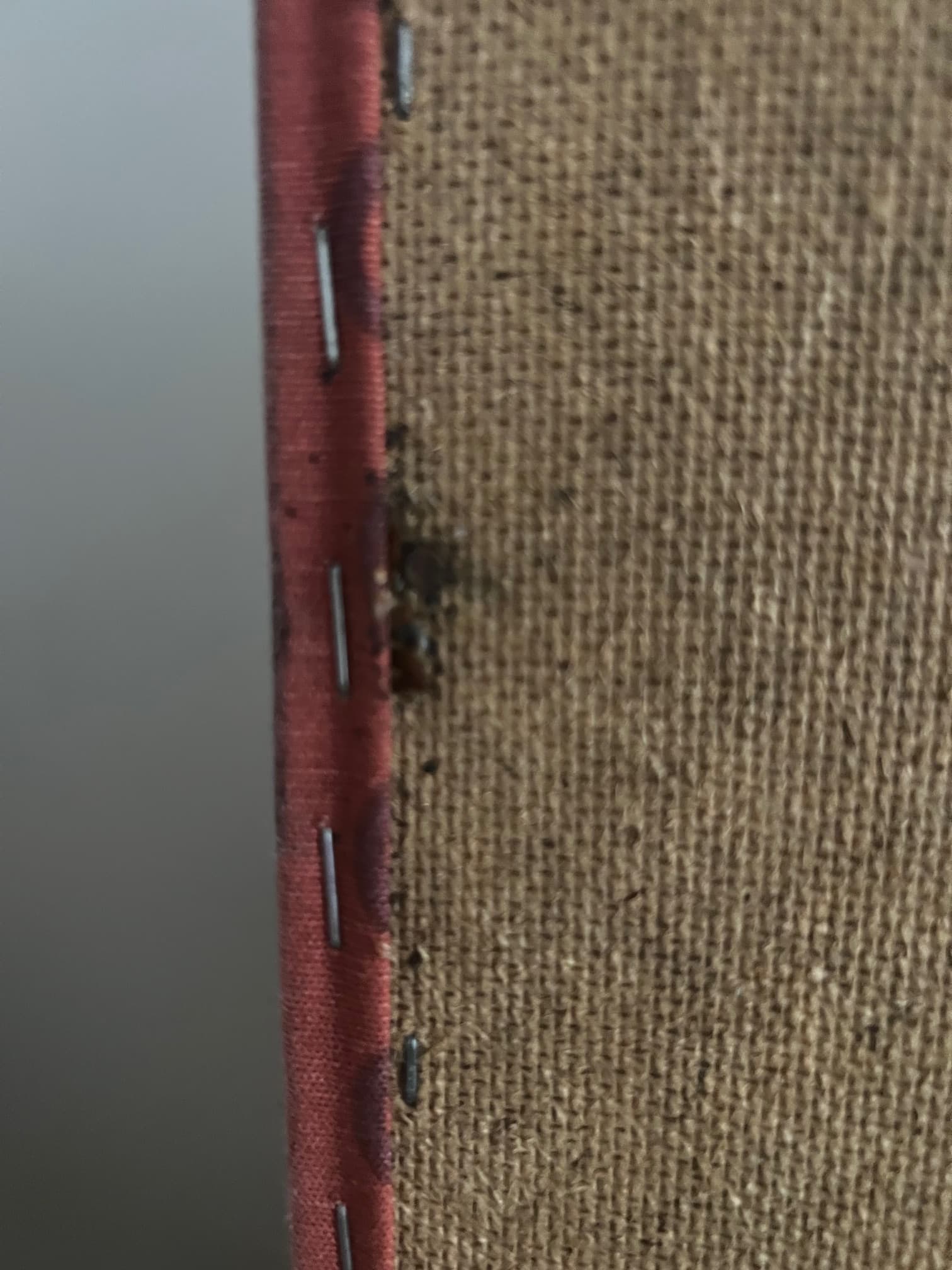 Výskyt Štěnic v Textiliích