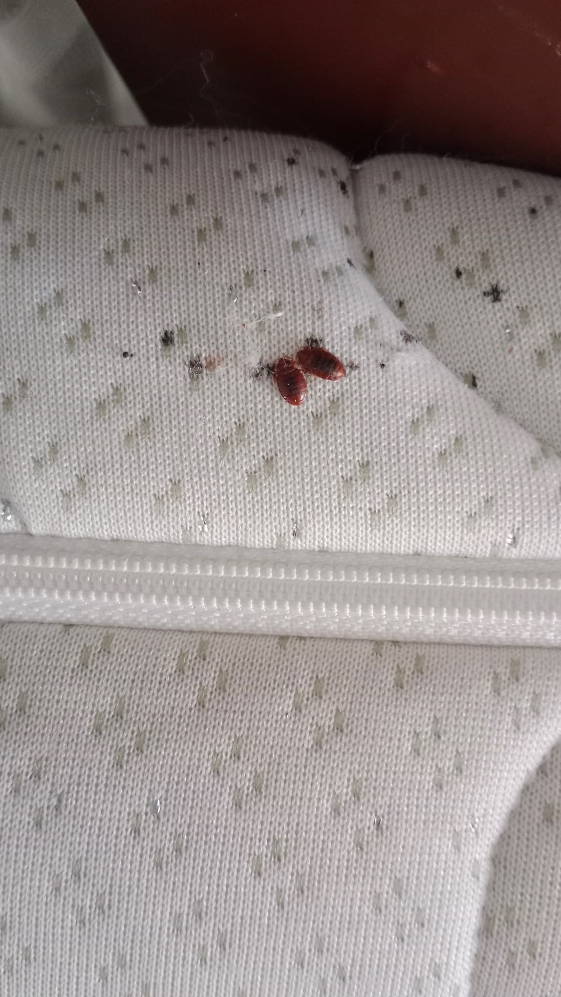 Stopy po Štěnicích v Ložním Prádle