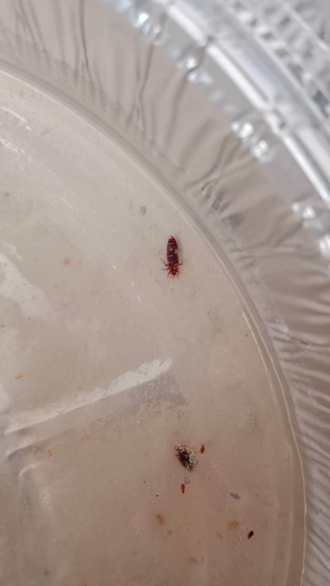 Likvidace Švábů v Koupelně