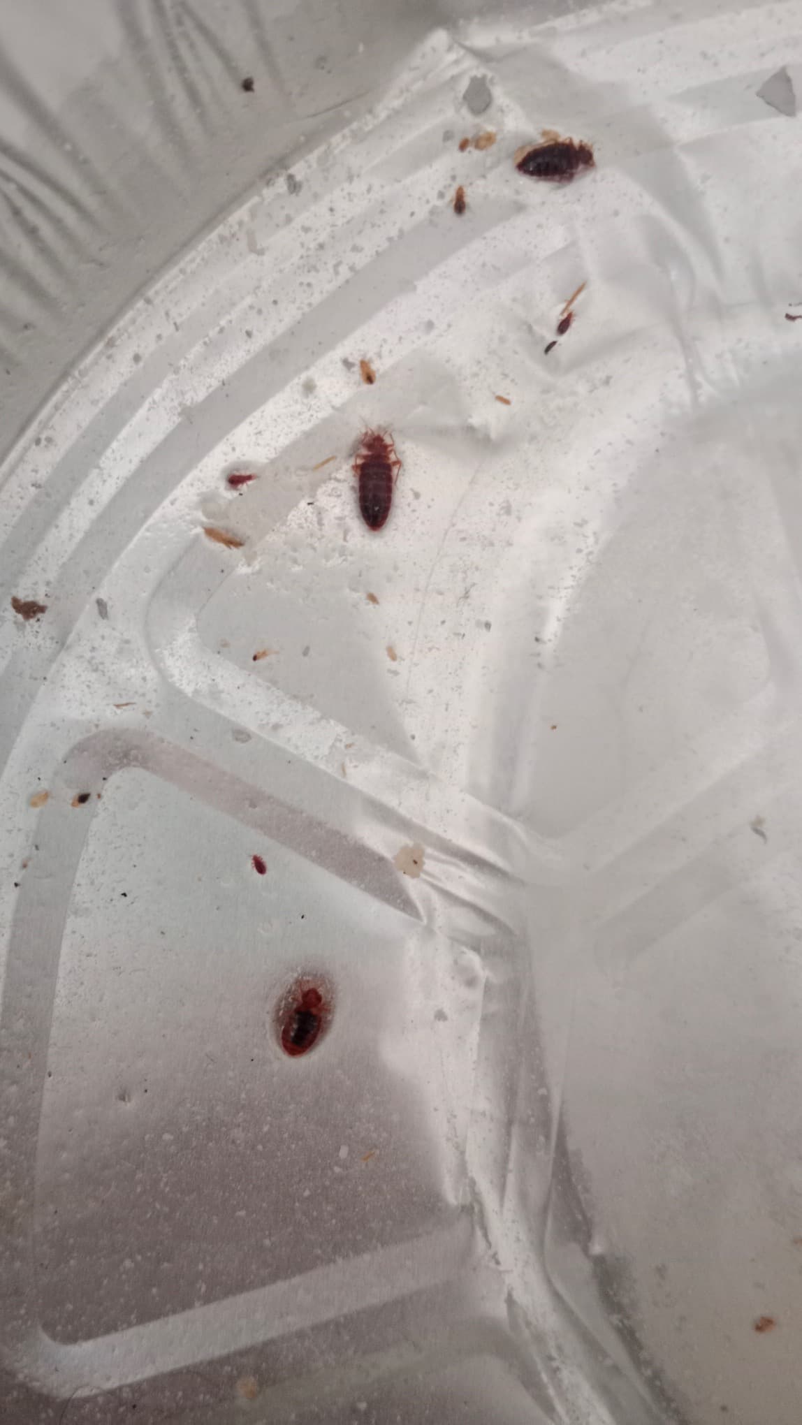 Důkaz Úspěšné Dezinsekce